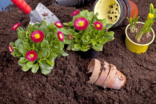 A gardening scene showing freshly turned dark brown soil in a garden bed, with two vibrant pink and yellow primula flowers growing in black pots positioned towards the center. Nearby, there is a yellow plastic pot containing green shoots of emerging plants. An empty terracotta pot lies on its side, partially buried in the soil, indicating recent planting activity. In the background, gardening tools are visible, including a small green-handled trowel resting in the soil and a partially visible watering can, suggesting ongoing garden maintenance. The soil appears moist and well-prepared, and the overall scene is set in an outdoor garden space, possibly part of a landscaped backyard or front garden area, with a focus on plant cultivation and garden care activities typical of professional gardening services in Kingston.