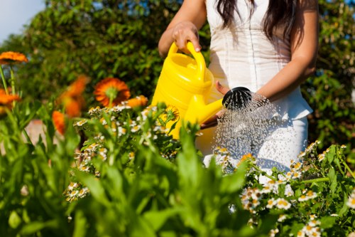 In a well-maintained garden in Kingston, a person is shown watering flowering plants with a yellow watering can, surrounded by vibrant orange and white daisies, green foliage, and neatly bordered flower beds. The lawn area is lush and dense, with a mixture of small shrubs and grass, and the garden features a paved pathway with textured stones visible in the background. Trees and taller bushes provide a natural backdrop with dappled sunlight filtering through the leaves, indicating a clear, sunny day. The outdoor space appears clean and organized, with a focus on flourishing plants and healthy vegetation, typical of a professionally maintained garden that might benefit from expert hedge trimming and general landscaping services from Hedge Trimming Kingston. The scene emphasizes the importance of regular outdoor care, showcasing the garden’s natural beauty and lush greenery in a residential setting within Kingston postcode area, exemplifying a picturesque and inviting outdoor environment suitable for outdoor gardening tasks.